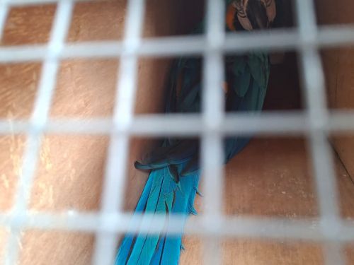 KSKP Bakauheni Amankan Dua Burung Diduga Makaw Tanpa Dokumen Resmi