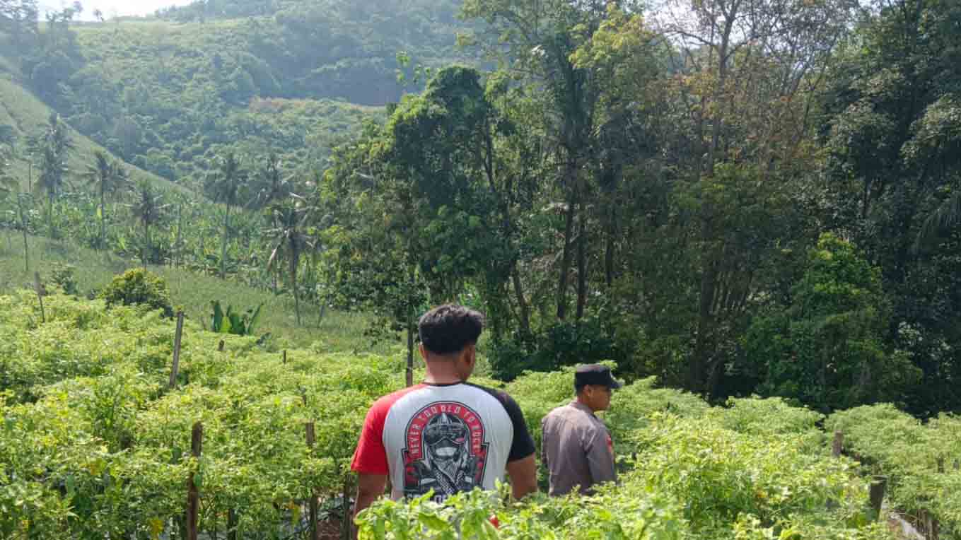 Polsek Penengahan Dukung Ketahanan Pangan, Bhabinkamtibmas Sambangi Petani Cabai di Desa Sumur